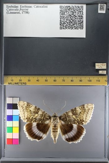Media type: image;   Entomology 747170